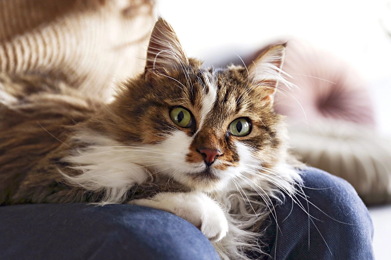 Is Ragamuffin a Cat for You? Learn Top Facts About Ragamuffins