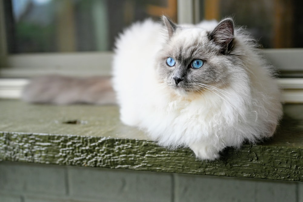 Ragdoll cat - what is its personality?