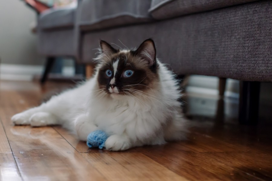 What are the most common health issues of ragdoll cats
