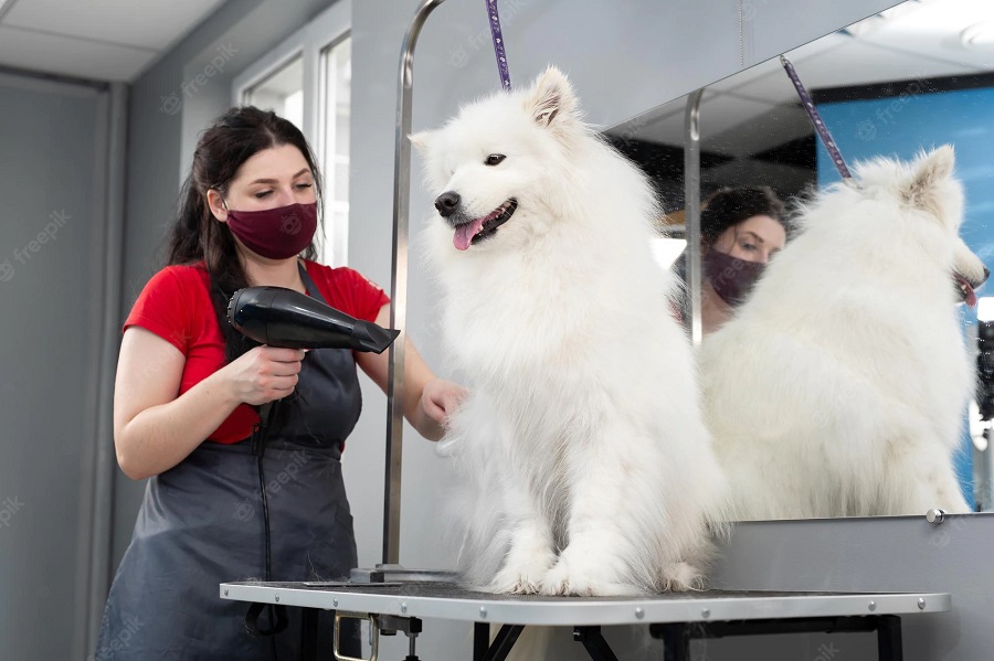 Does the Samoyed require grooming?