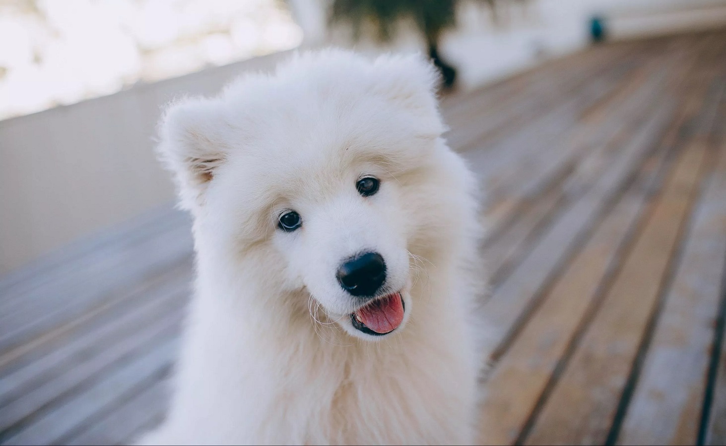 Samoyed Dog - Temperament, Weight, Puppies, Diet, Price