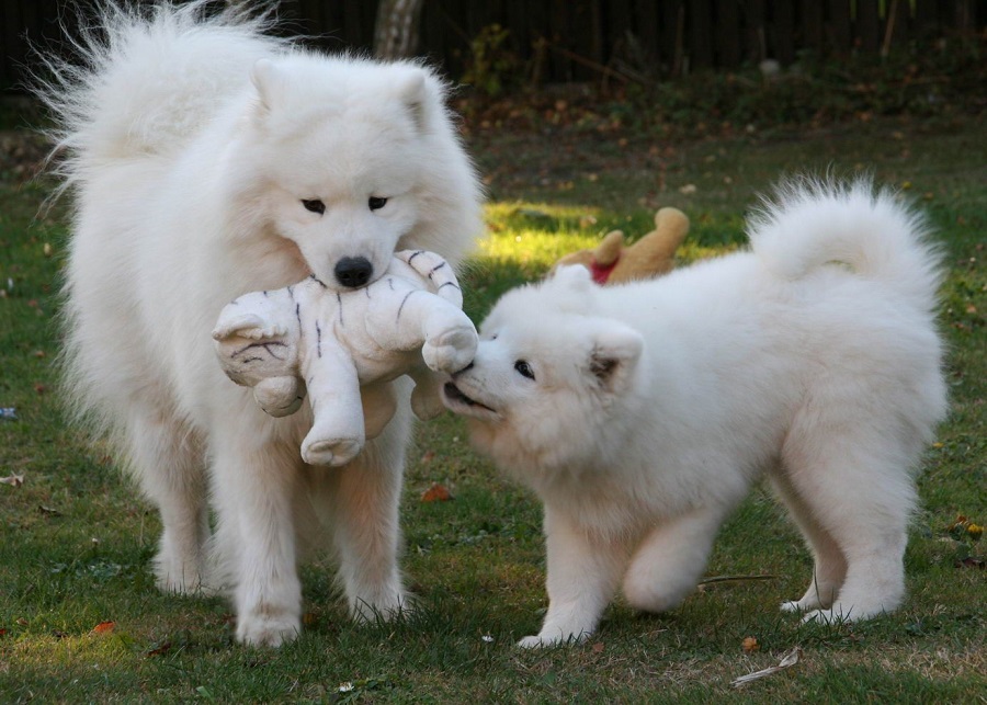 What are the origins of the Samoyed dogs?