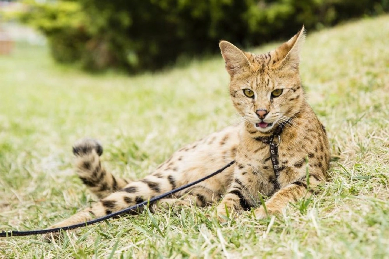 All About Savannah Cat - Breed Info, Size, Price, Kittens, Care