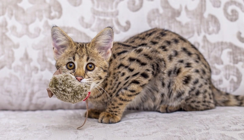 What are the origins of the Savannah cat?