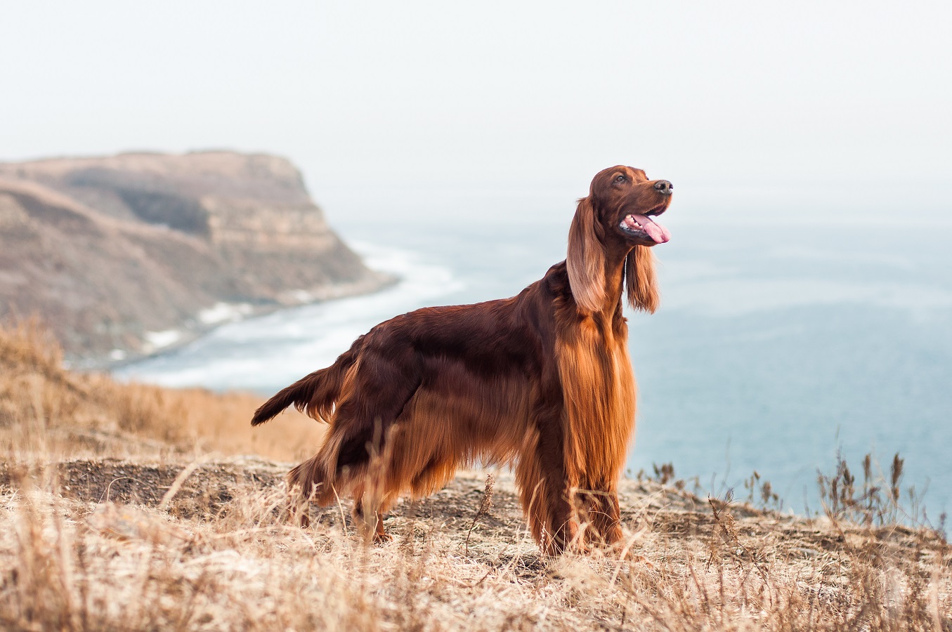 Marvelous Irish Setter - Lifespan, Personality and Care of the Breed