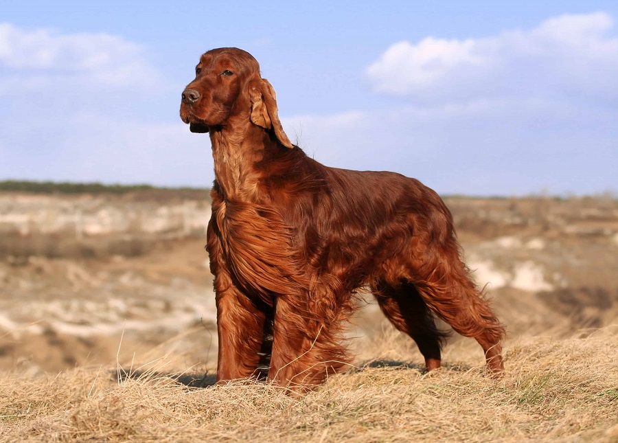 What does the Irish setter eat?