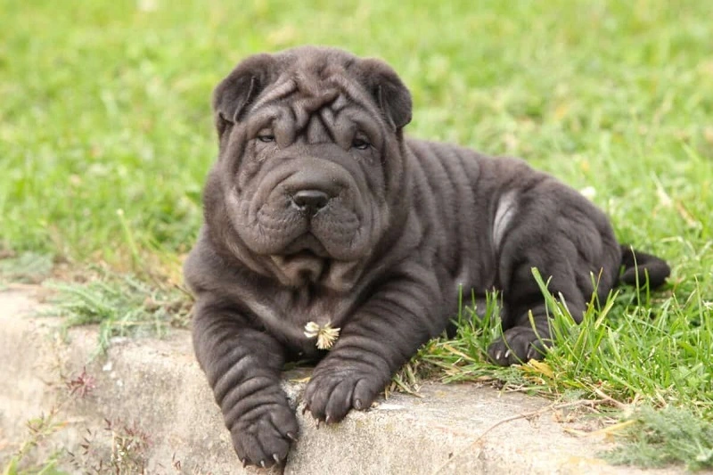The Shar Pei - a dog for everyone?