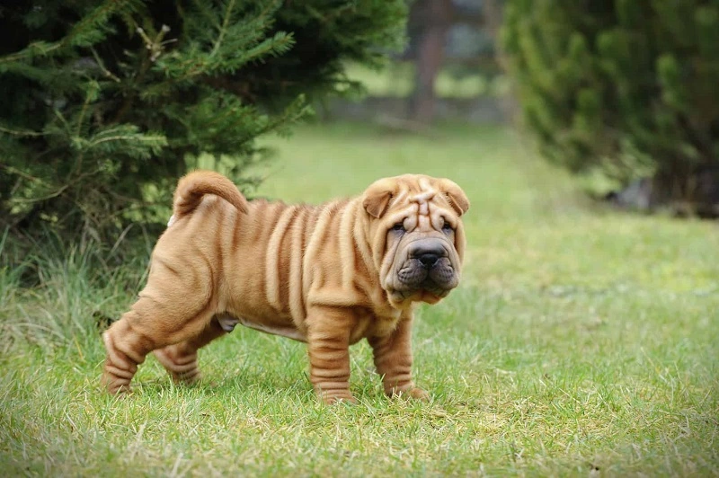 What does the Chinese Shar Pei look like?