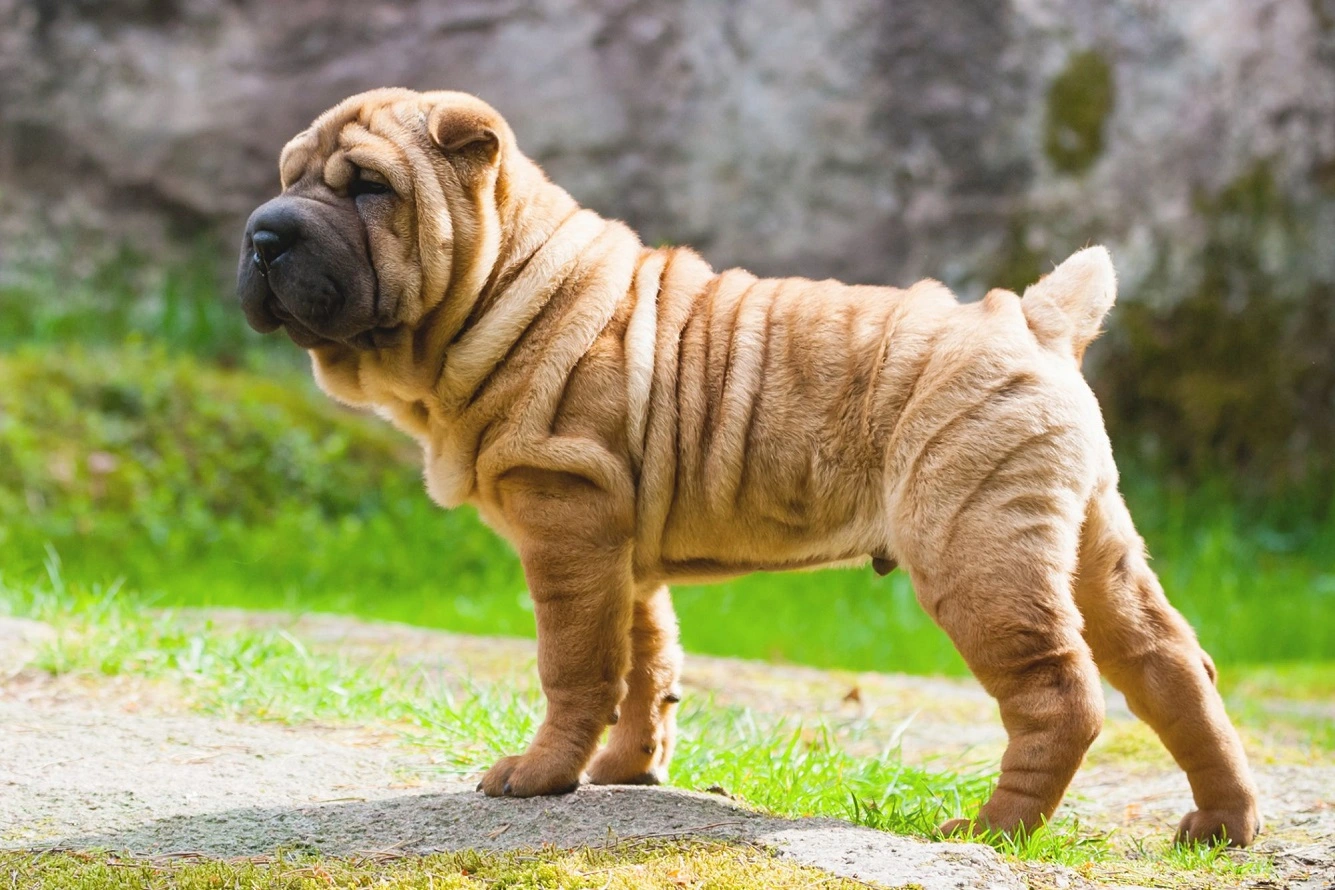 Chinese Shar Pei - Check If The Wrinkly Dog Is a Pet For You