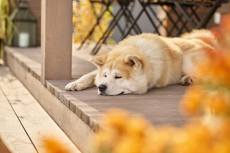 Le prix du Shiba Inu - combien coûtent les chiens Shiba ?