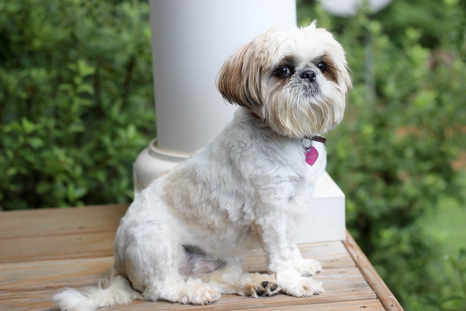 Shih tzu - who are the small dogs recommended to?
