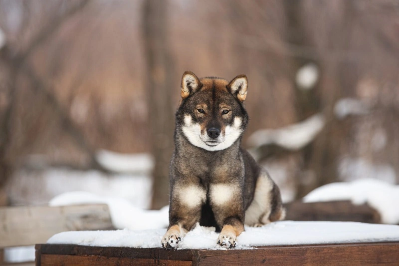 The Shikoku – puppies and prices