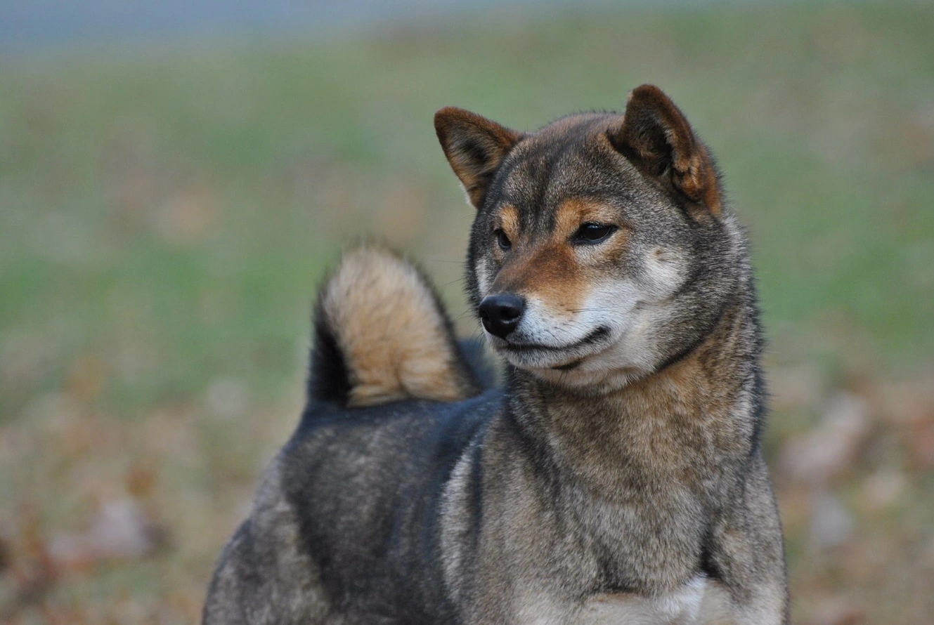 Guida alla Cura di Base del Cane Shikoku - Temperamento, Cuccioli, Prezzi