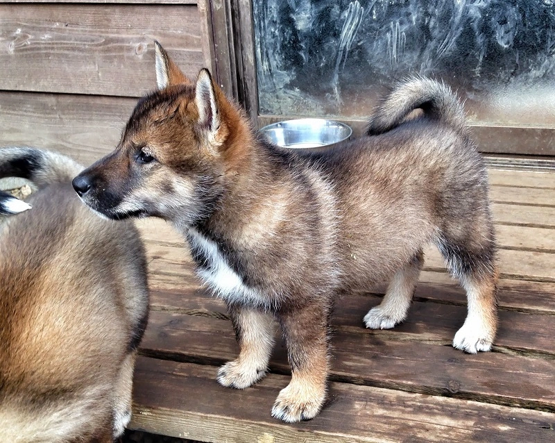The Shikoku – what are the breed's origins?