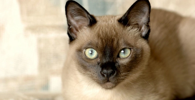 El gato tonquinés: los orígenes del animal