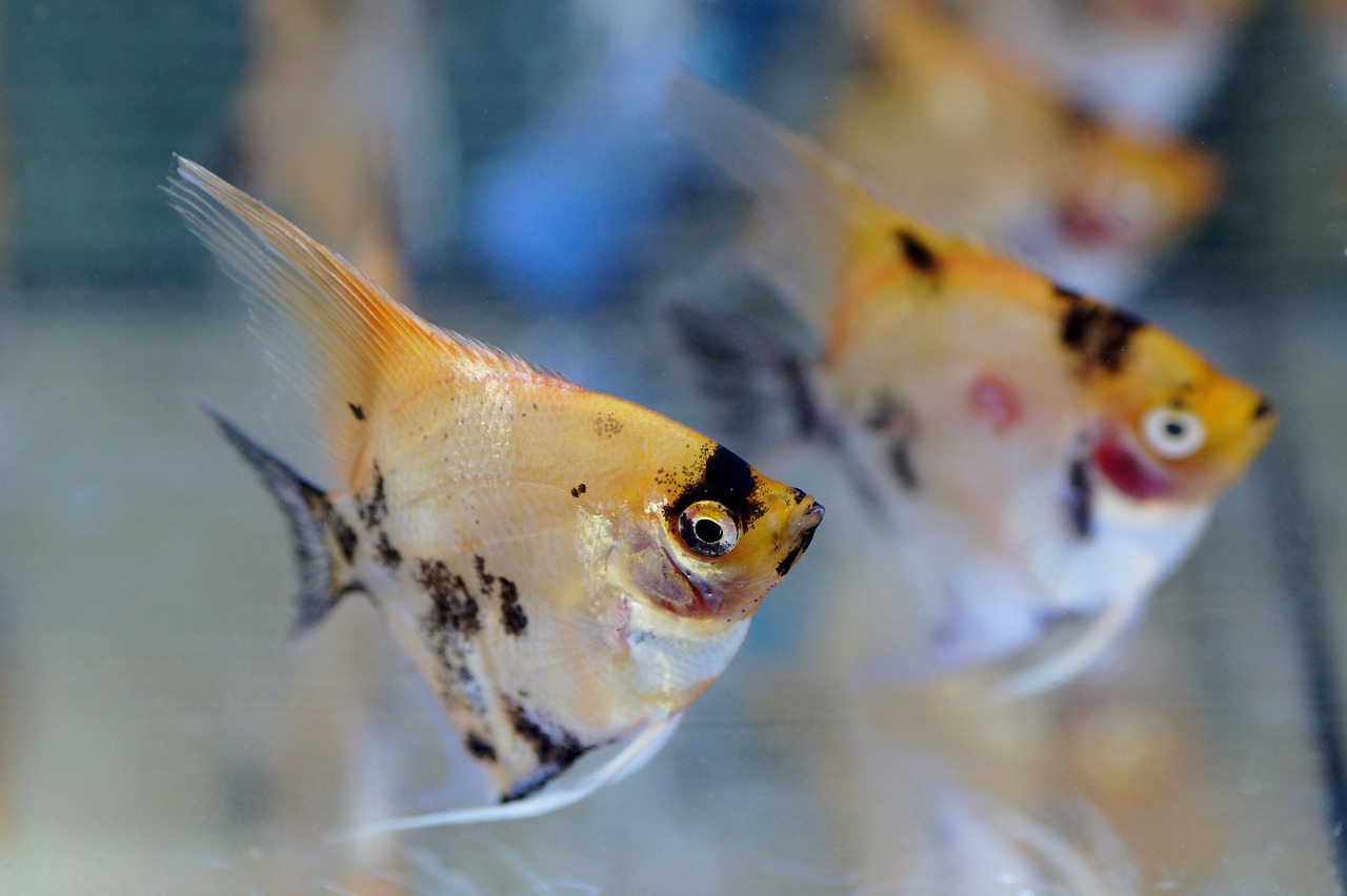 Poissons-anges - des poissons d'aquarium inhabituels au look unique
