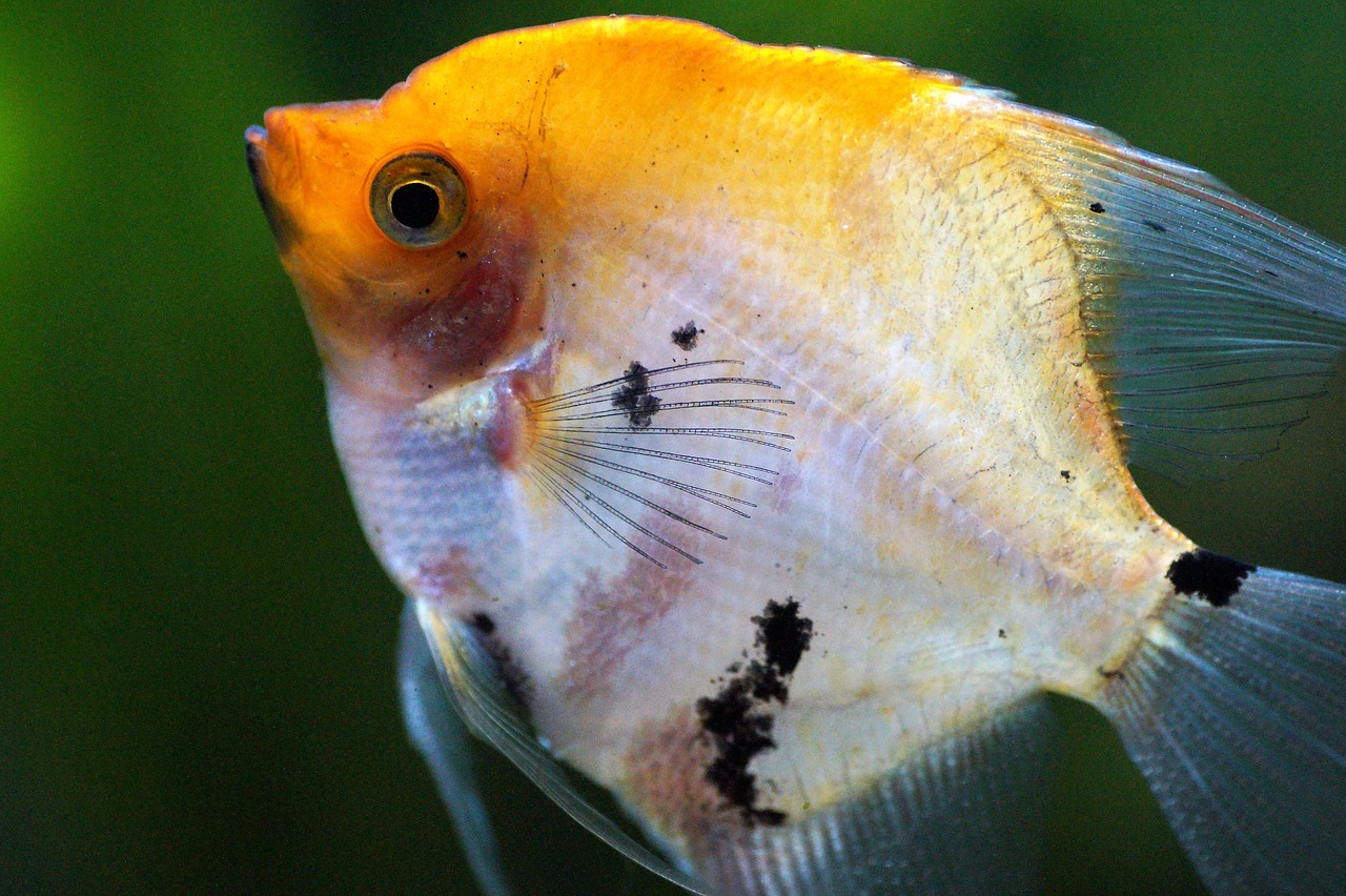 Angelfish - beautiful freshwater aquarium fish