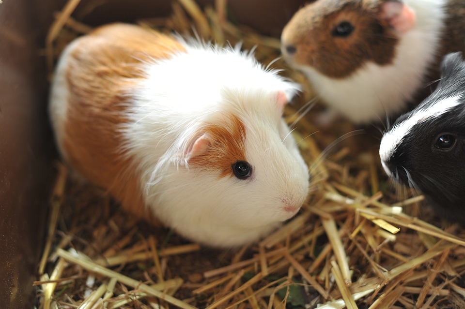 How do guinea pig behave?