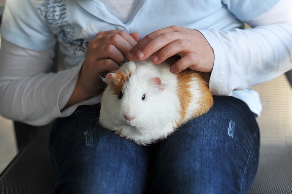Is guinea pig an animal for everyone?