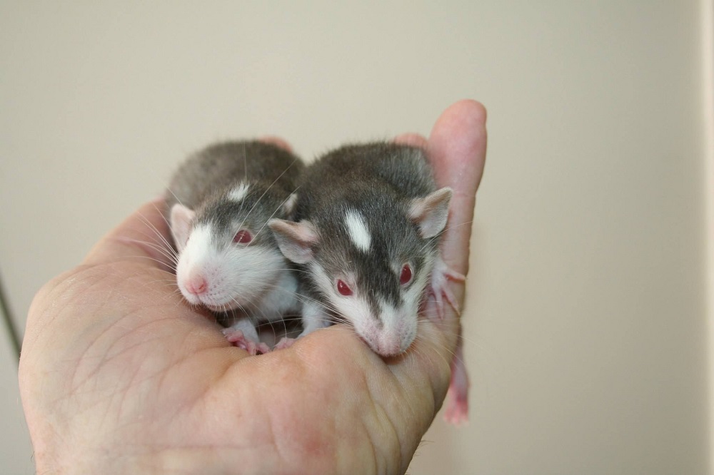 Was ist der Unterschied zwischen der Husky-Ratte und anderen Ratten?