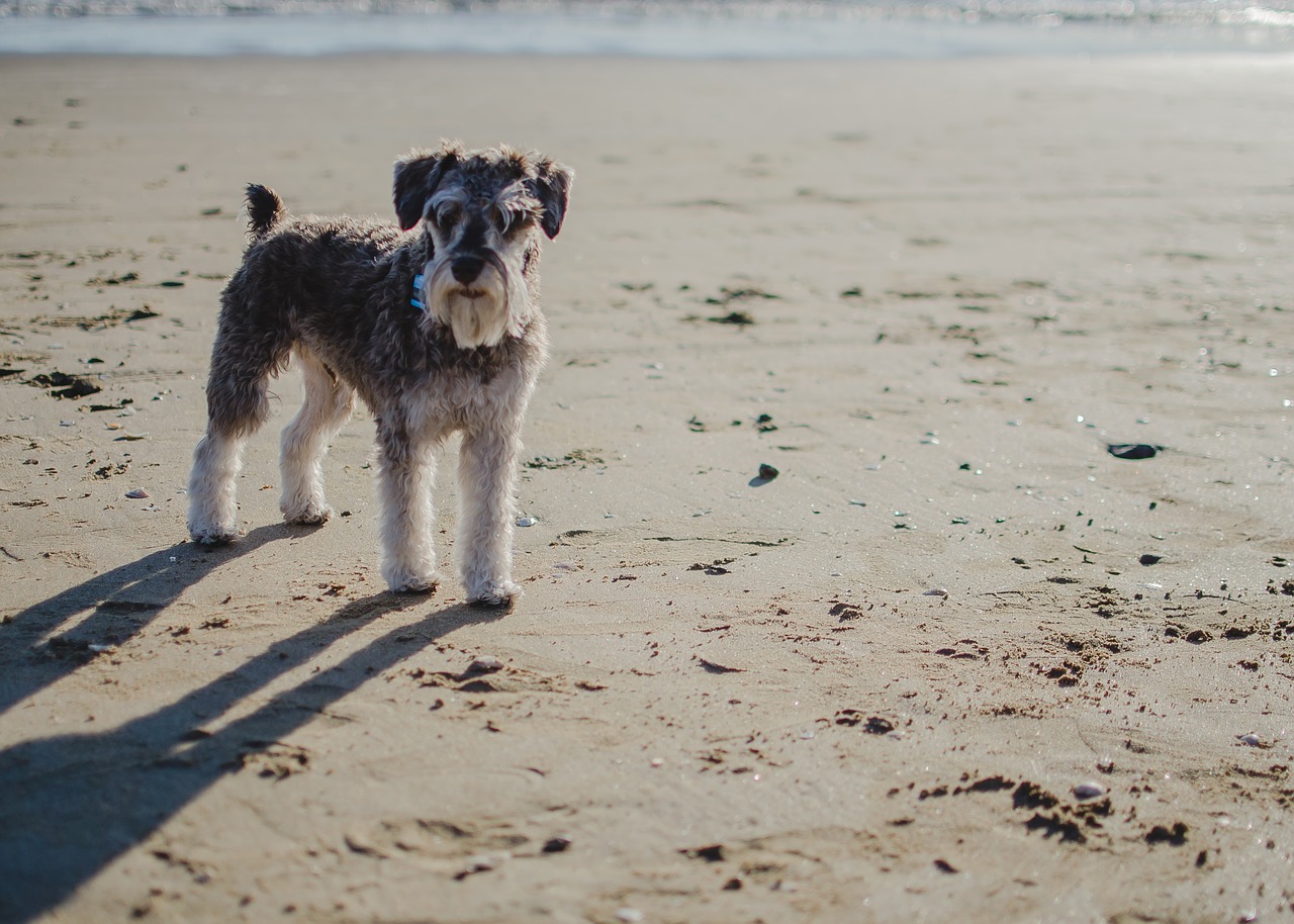 What is the best diet for a miniature Schnauzer?