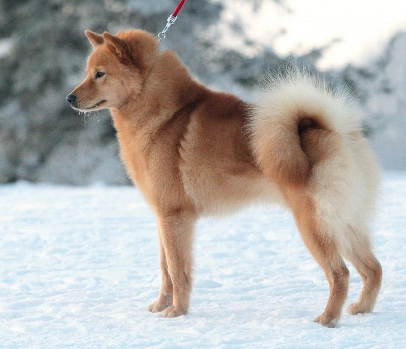 Does the Finnish Spitz require a special diet?