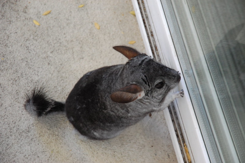 Chinchillas - the most common health issues