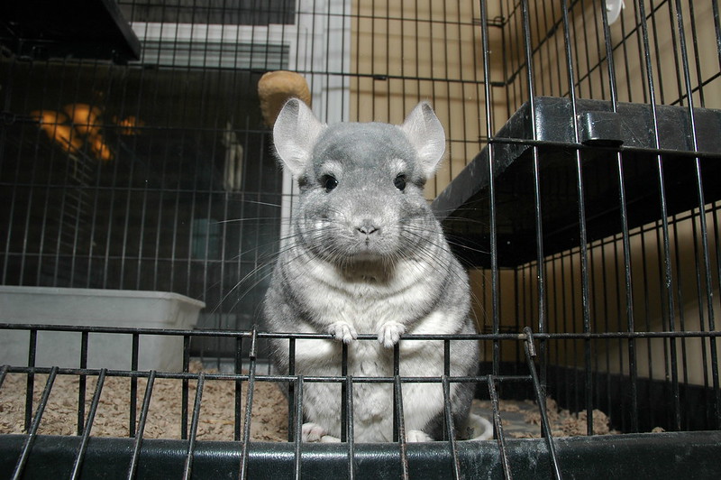 Accessories that will help you with chinchilla care