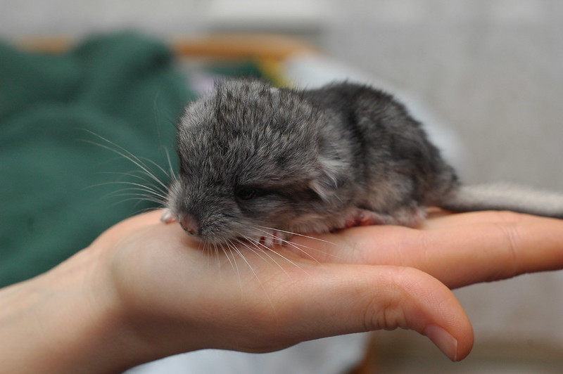What you should know about chinchillas before you take one to your home?