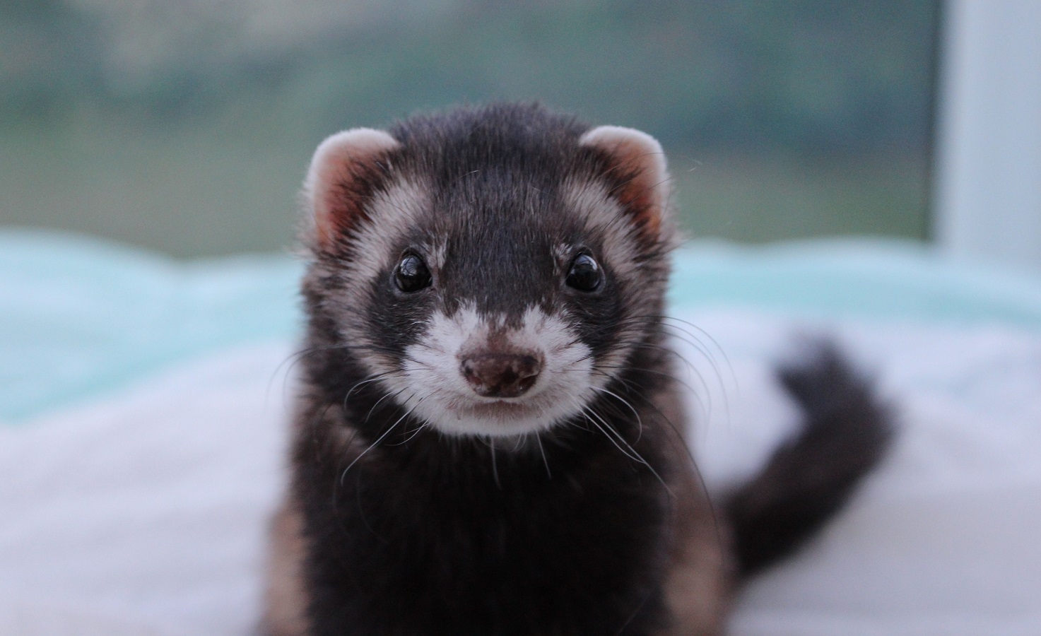 Ferret Pet - What Do Ferrets Eat and How to Take Care of Them