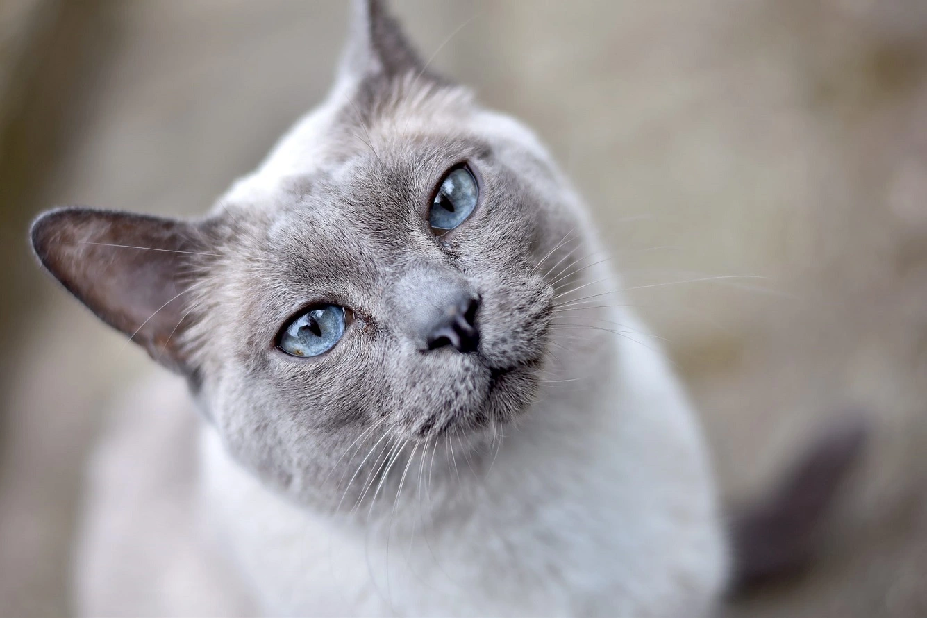 Friendly Tonkinese Cat - Basic Facts, Care Guide and Price Info