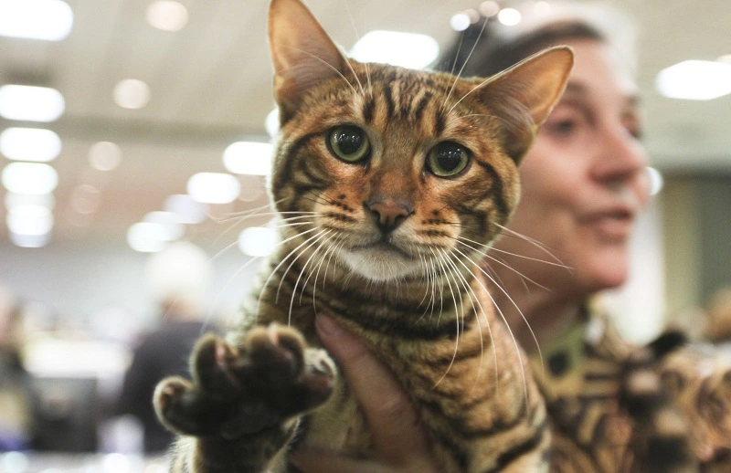 Toyger cats - what diseases they might suffer from?