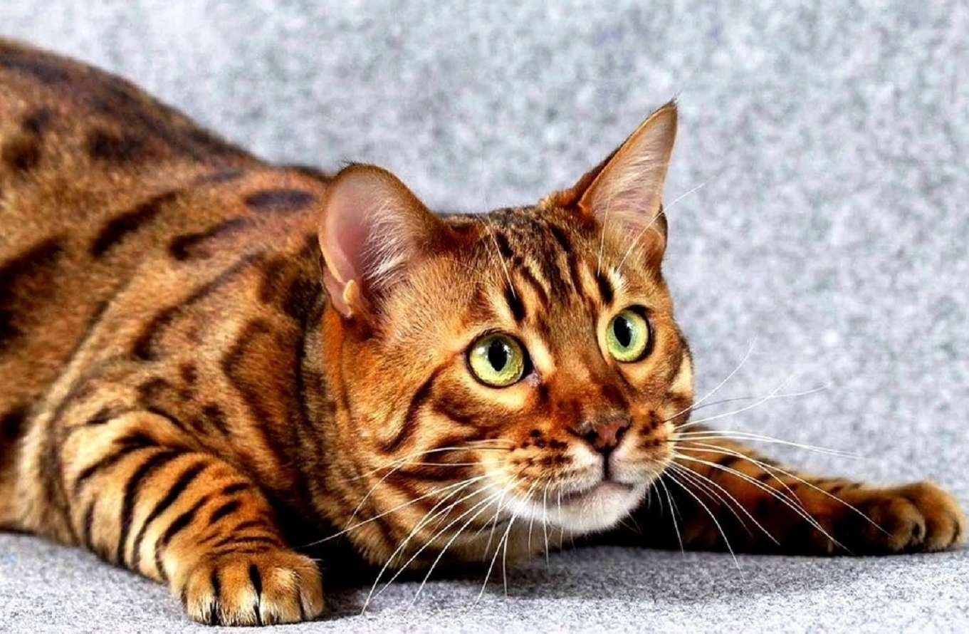 Raza de Gato Toyger - Personalidad, Alimentación, Cuidados, Gatos, Precios
