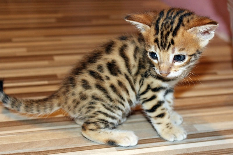 The toyger - where does this wild breed come from?