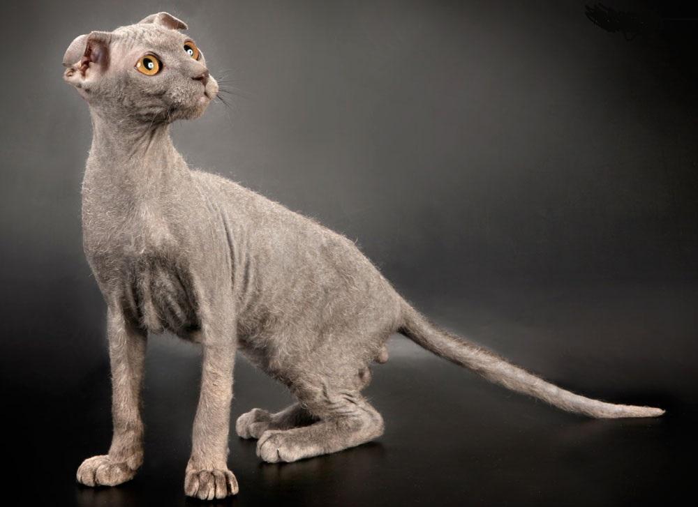 L'ucraino Levkoy - un originale gatto senza pelo
