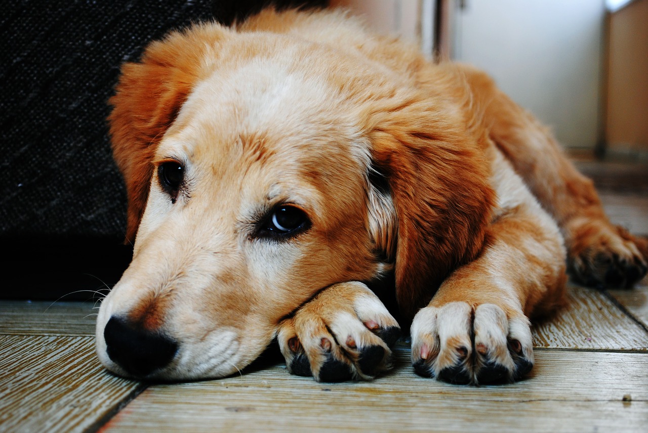 Wie kann man Hundejahre in Menschenjahre umrechnen? Alter des Hundes prüfen