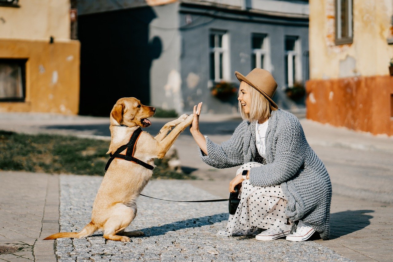 Consejos para el adiestramiento de cachorros - ¿Cuándo y cómo entrenar a su cachorro?