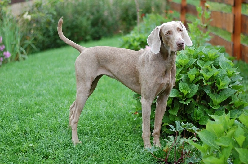 What are the most common diseases of Weimaraner dogs?