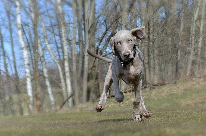 The Weimaraner - the best diet for the dog