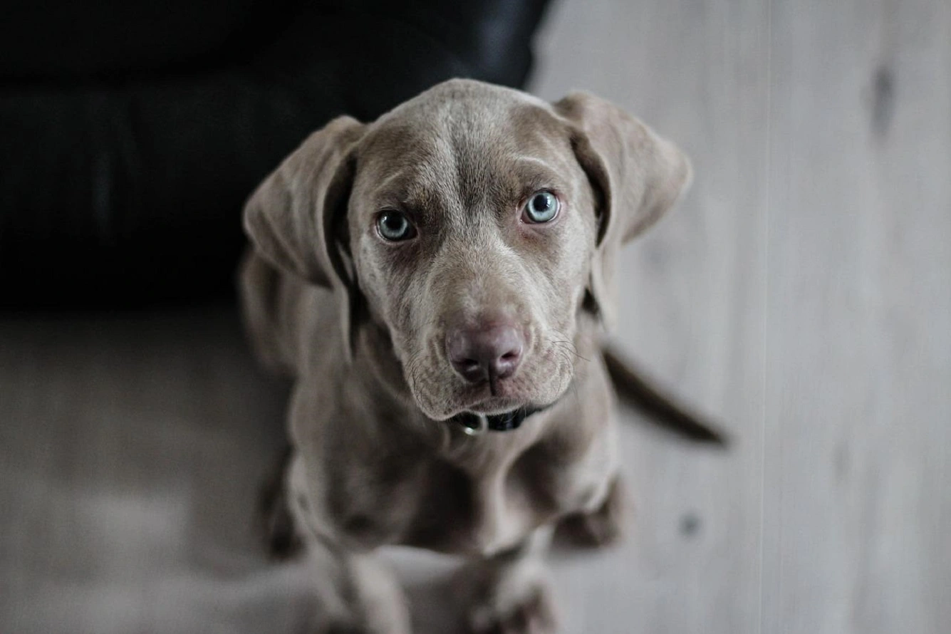 Weimaraner Dog - Breed Description, Temperament, Puppies, Prices