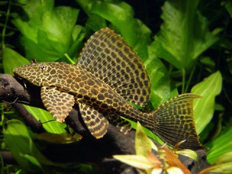 What does the Sailfin Pleco eat?