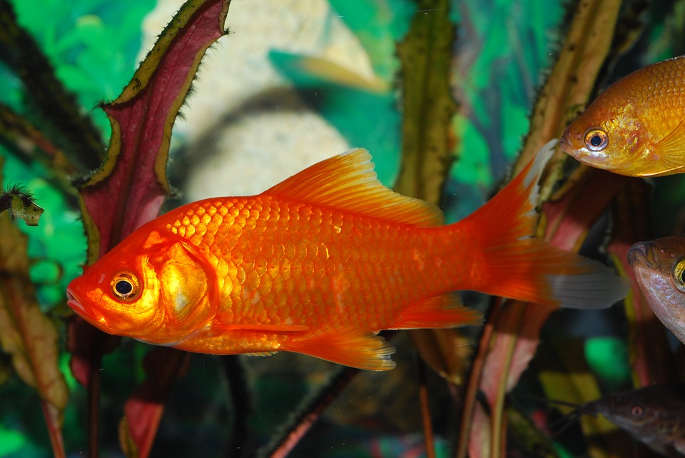 Jakiego akwarium potrzebuje złota rybka?