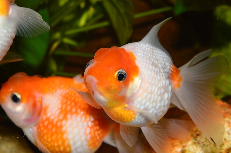Veiltail goldfish diet