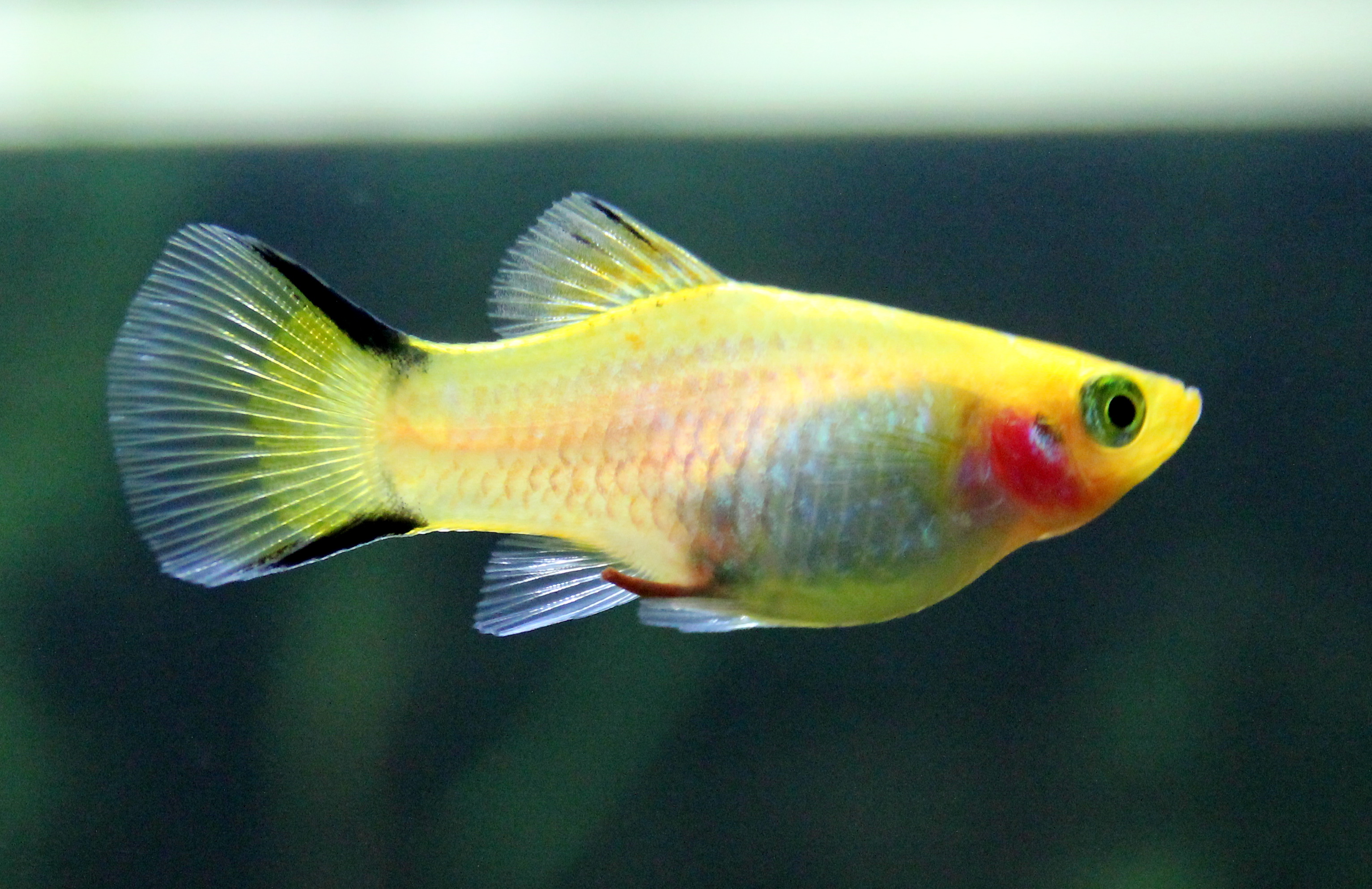 Platyfish - un poisson d'aquarium d'eau douce sympathique